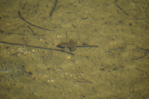 iNaturalist observation photo of Sierra Nevada Yellow-legged Frog