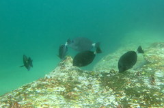 Prionurus microlepidotus