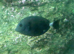 Prionurus microlepidotus