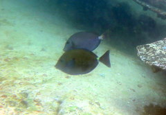 Prionurus microlepidotus