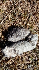 Canis lupus italicus