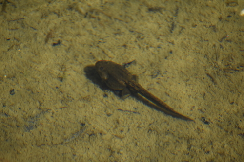 iNaturalist observation photo of Sierra Nevada Yellow-legged Frog