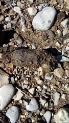 Canis lupus italicus