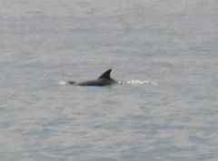 Tursiops truncatus ponticus