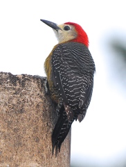Melanerpes radiolatus