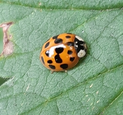 Harmonia axyridis