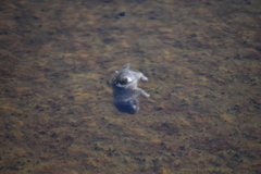 Urocitellus beldingi