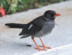 Turdus aurantius