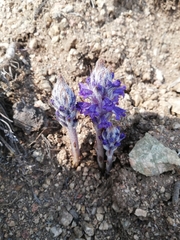 Orobanche coerulescens