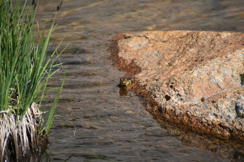 iNaturalist observation photo of Sierra Nevada Yellow-legged Frog