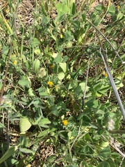 Anthyllis circinnata