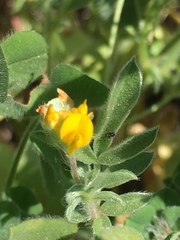 Anthyllis circinnata