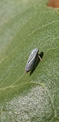 Graphocephala hieroglyphica