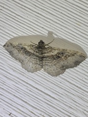 Costaconvexa