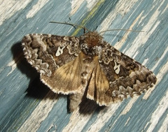 Syngrapha alias