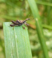 Stephanorhynchus lawsoni