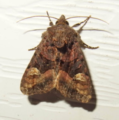 Euplexia benesimilis