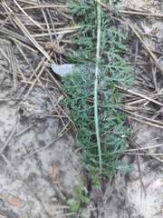 Filipendula vulgaris