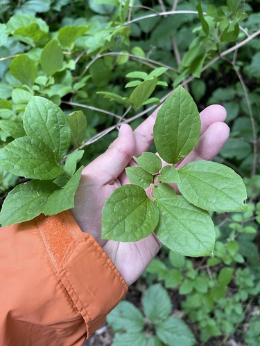 Image of Broad-leaved Mock-orange by (c) Brandon Corder, some rights reserved (CC BY)