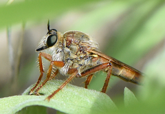 Ospriocerus longulus