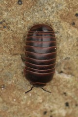 Glomeris transalpina