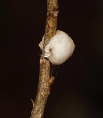 Ceroplastes destructor