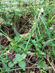 Veronica serpyllifolia