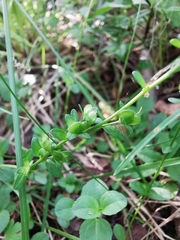 Veronica serpyllifolia