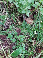 Veronica serpyllifolia
