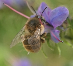 Anthophora quadrimaculata