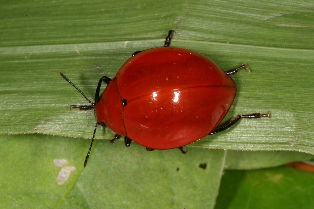 Aegithus meridionalis