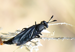 Phyllomydas phyllocerus