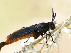 Phyllomydas phyllocerus