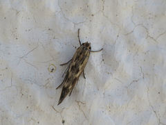 Scythris limbella