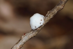 Ceroplastes destructor