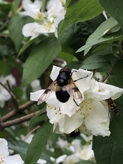 Volucella pellucens