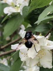 Volucella pellucens