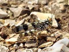 Trimerotropis saxatilis