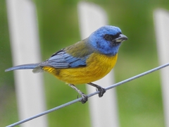 Blue-And-Yellow Tanager photo 3