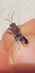 Oryttus concinnus