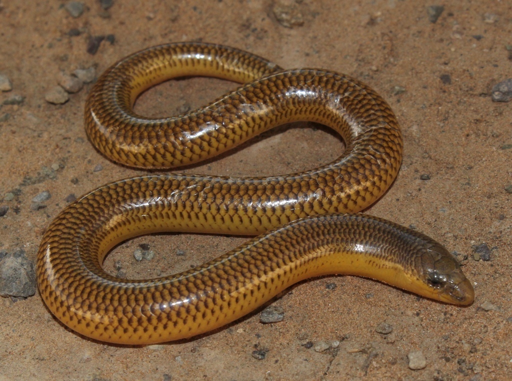 Savanna Legless Skink