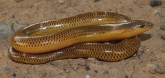 Savanna Legless Skink photo 2
