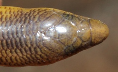 Savanna Legless Skink photo 5