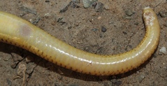 Savanna Legless Skink photo 4