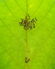 Oecophylla longinoda