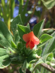 Lotus tetragonolobus