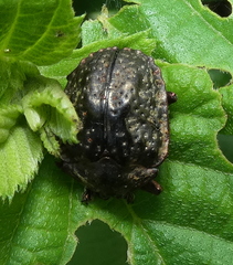 Polychalca aerea