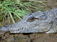 Crocodylidae