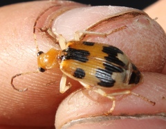 Brachinus nobilis