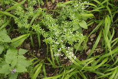 Galium spurium